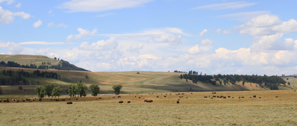 Eine grosse Herde Bisons weidet auf den grasbewachsenen Wiesen des Lamar Valley im Yellowstone Park