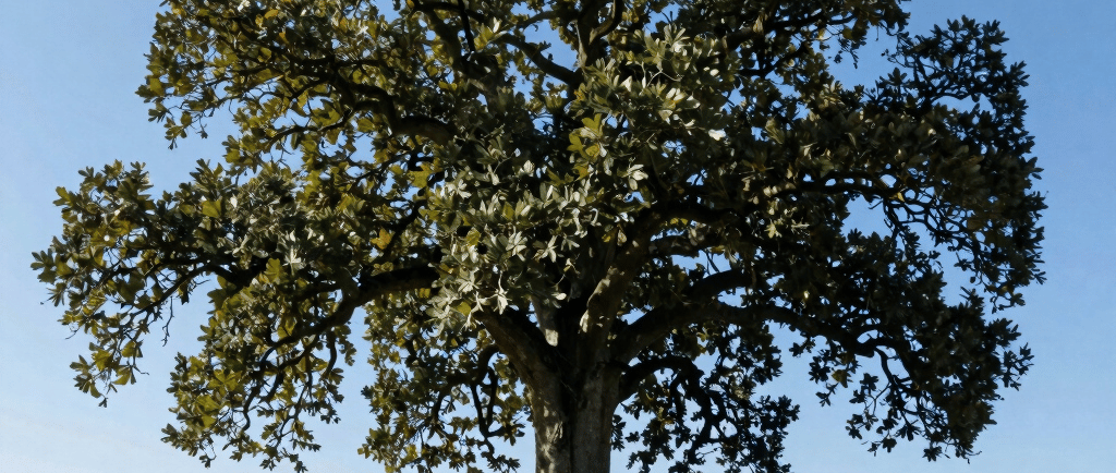 A large Moreton Bay Fig tree with sprawling roots on a grassy hill under a clear blue sky.