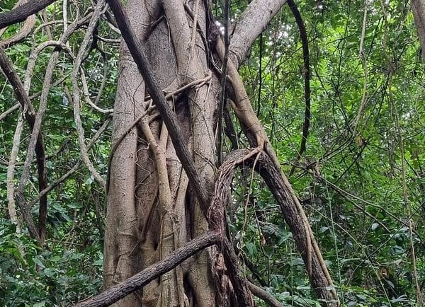 Kaya Kinondo sacred tree