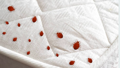 Punaises de lit sur matelas