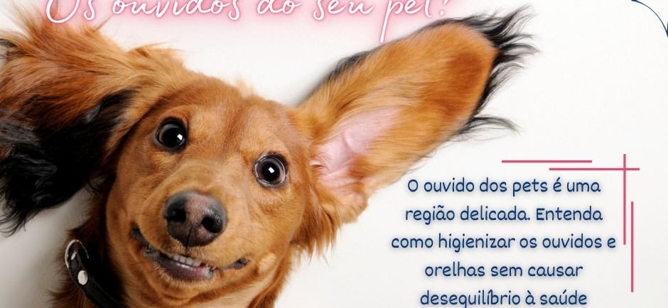 Cachorrinho orelhudo sorridente