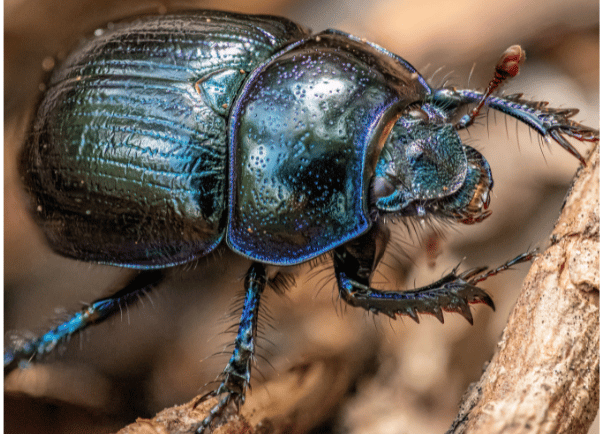 an insect 