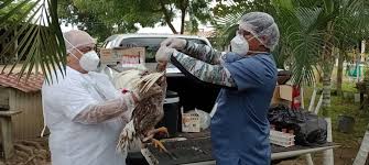 Combate à propagação da gripe aviária no Brasil