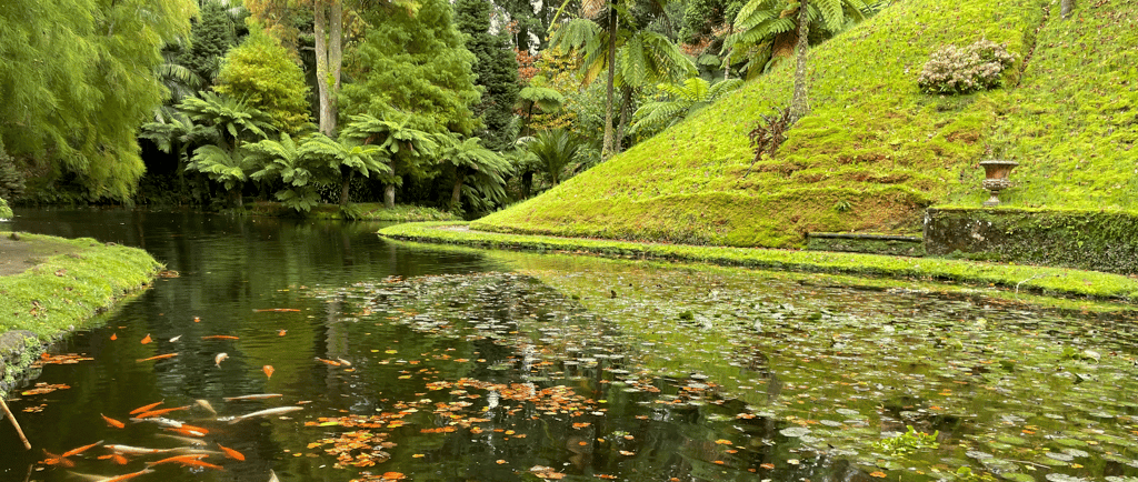 coy pond in a lush green prehistoric looking forest
