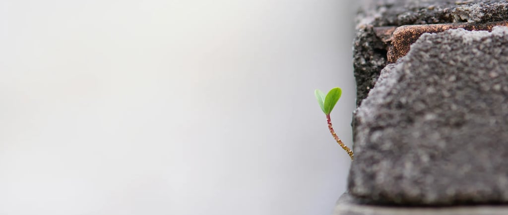 Plante symbole bilan de compétences recrutement professionnel Dijon