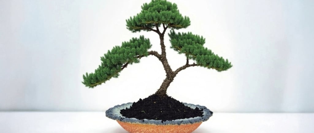 juniper procumbens nana