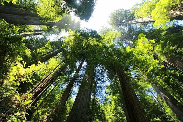 the tops of a ring of redwood trees in the afternoon sun, as seen from the ground