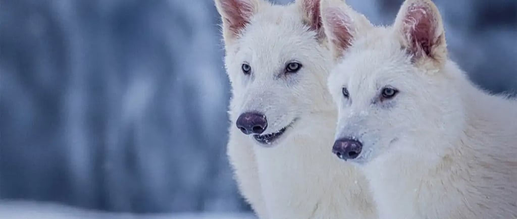 dire wolves Colossal Biosciences