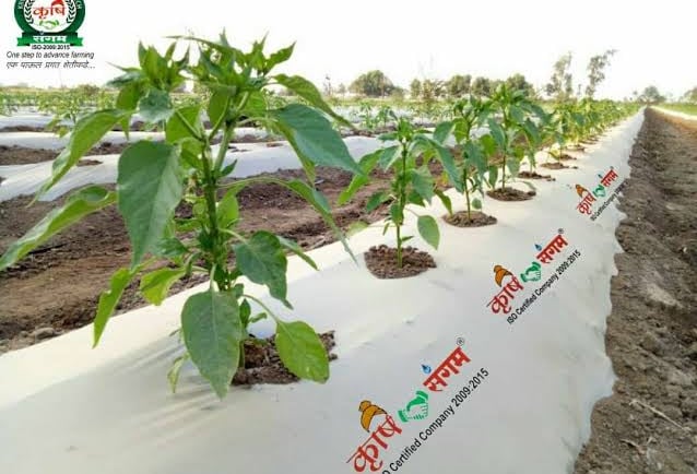 a row of peppers on a farm in the middle of a field