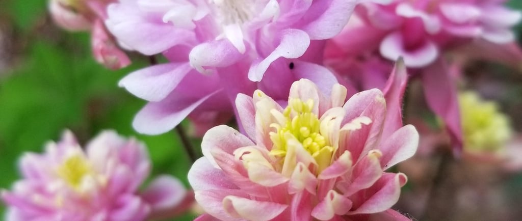 pink columbine. 