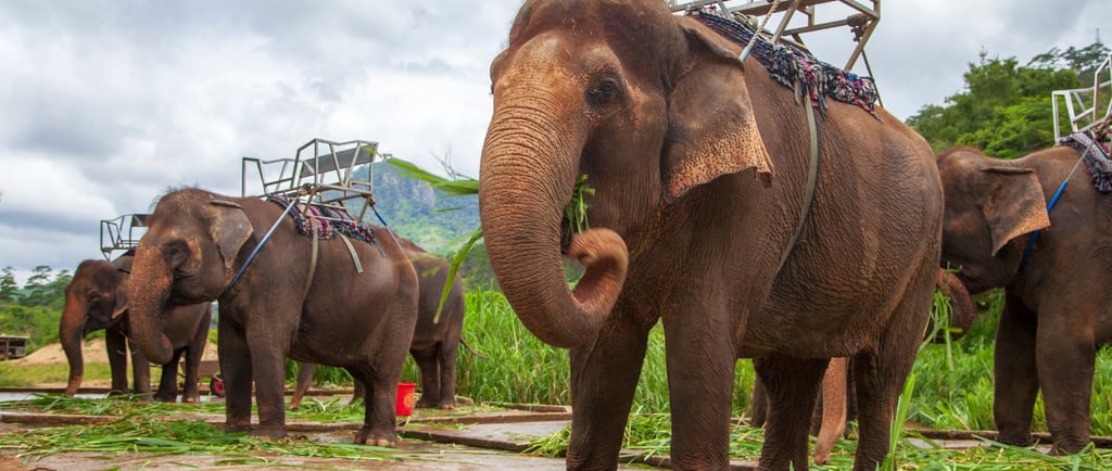 foto do santuário dos elefantes em phuket 