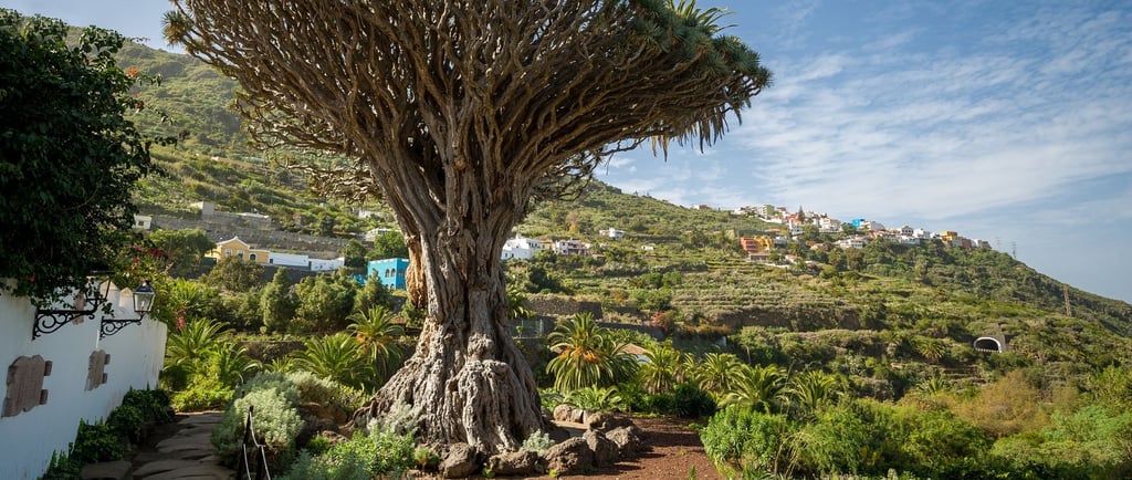 vista da arvore em drago parque santa cruz tenerife