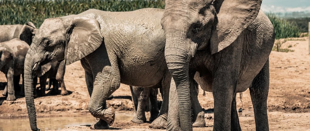 elefantes no parque Addo port elizabeth africa do sul