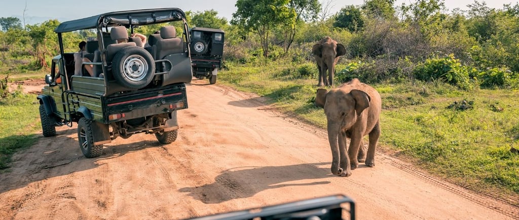 safari tour em port elizabeth africa do sul