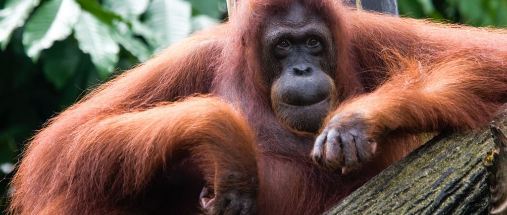 foto do orangotango no zoo de singapura