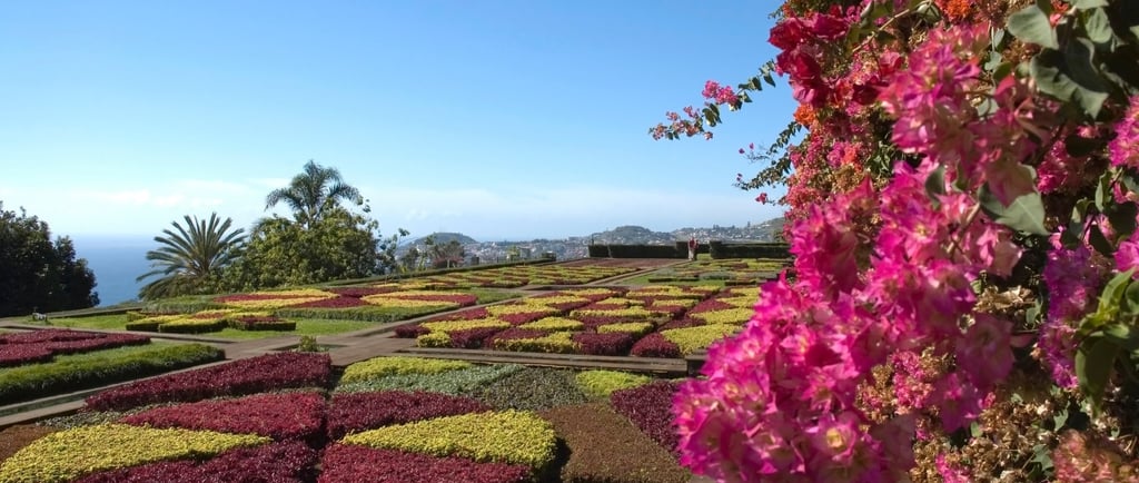 foto de flores e do jardim botânico em Funchal