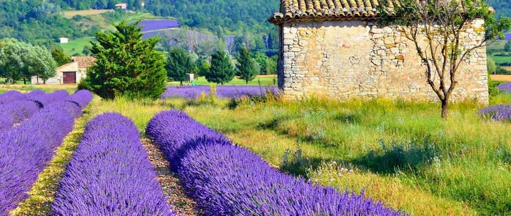 Paisagem da Provença com campos de lavanda e colinas ao fundo