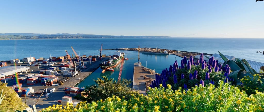 Vista do porto de Napier com barcos atracados e a cidade ao fundo, sob céu ensolarado.
