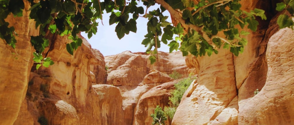 Chegada a Petra com fundo rosa e ramos de árvore ao alto.