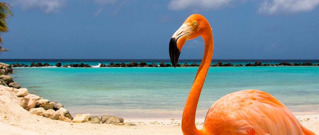 Flamingo a vista na Reinassance Island, Aruba.