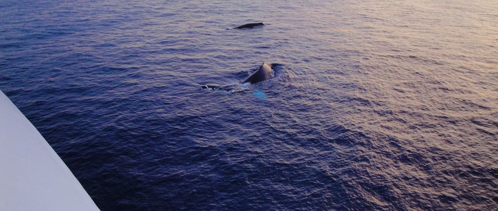 foto de baleias jubarte ao lado do navio em lahaina no hawaii