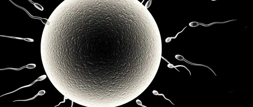  ovulation kya hota hai