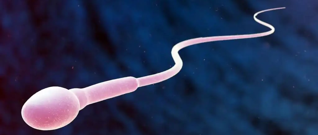 1 दिन में कितना स्पर्म बनता है