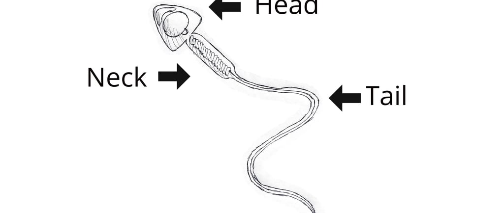 स्पर्म में क्या होता है