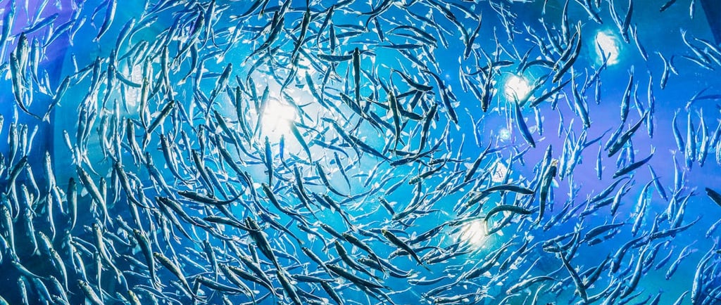 Exploring the Different Types of Photography: From Aerial to Underwater