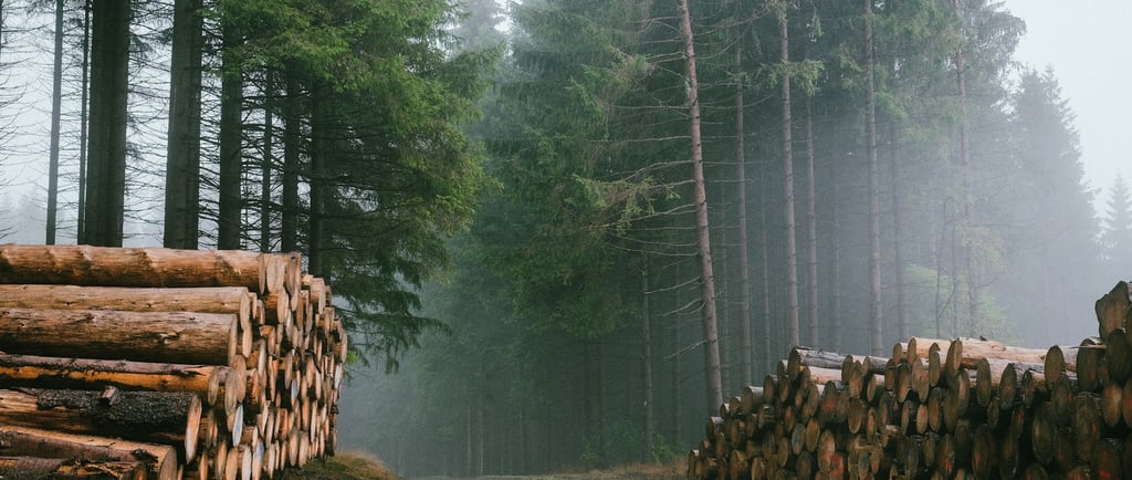Fading Forests, Rising Emissions: How Deforestation Disrupts Global Carbon Sequestration