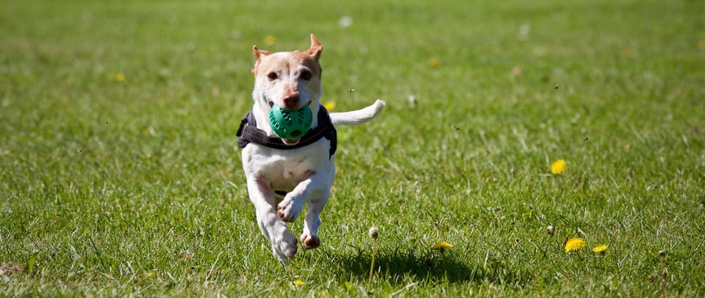 Pet Photography: How to Capture Perfect Shots of Your Pets Every Time
