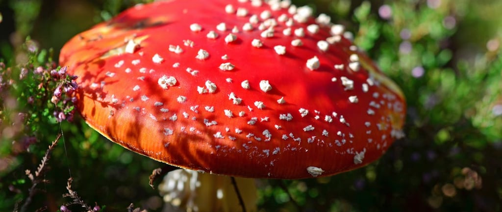 Unlocking the Secret Beneath: The Vital Role of Mycorrhizal Fungi in Soil Health and Plant Growth