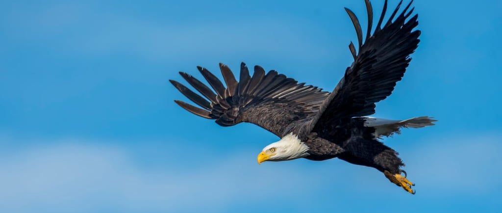 Why the Endangered Species Act Needs Strengthening: Protecting Our Planet's Most Vulnerable Creature