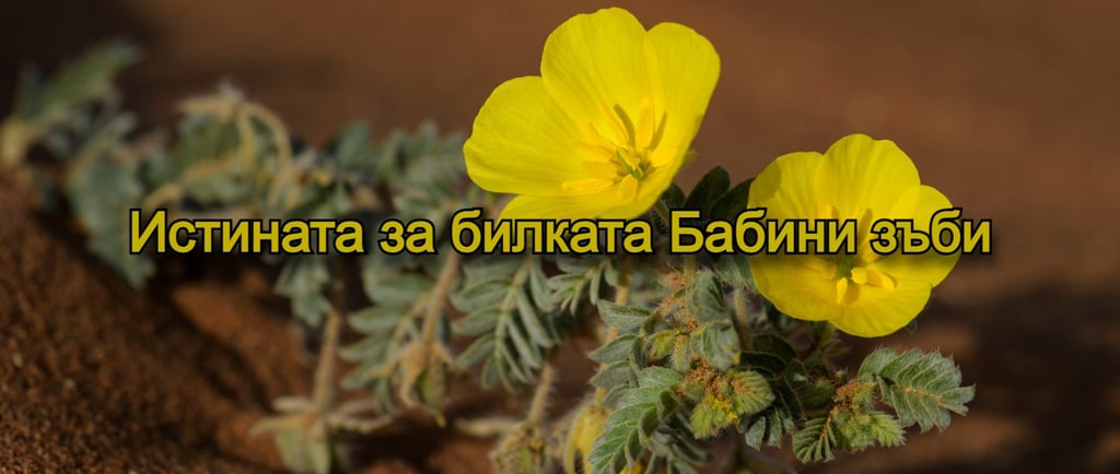 Сника на растението Бабини зъби