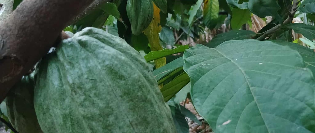 Uma árvore de cacau com um fruto verde.