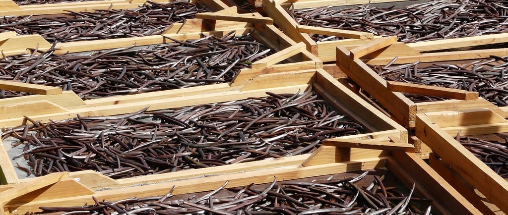 Uganda vanilla beans. Roki vanilla. Vanilla beans