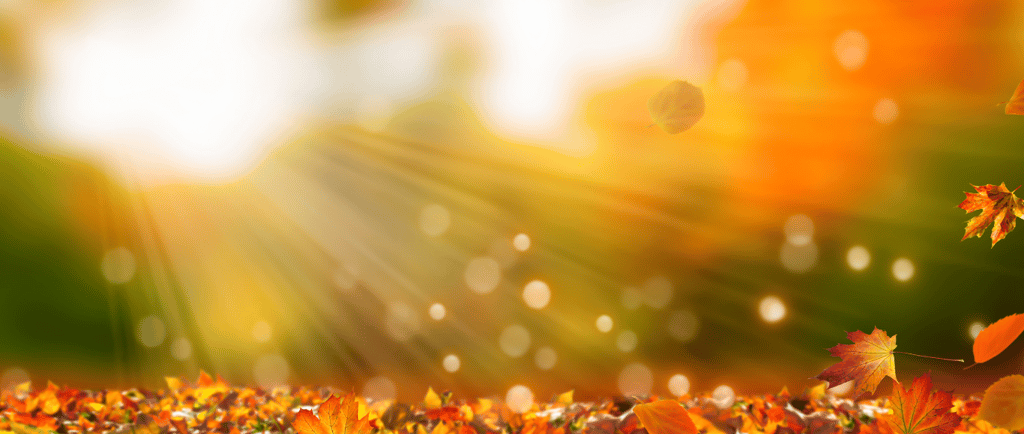 a field with leaves and a sun shining through the leaves
