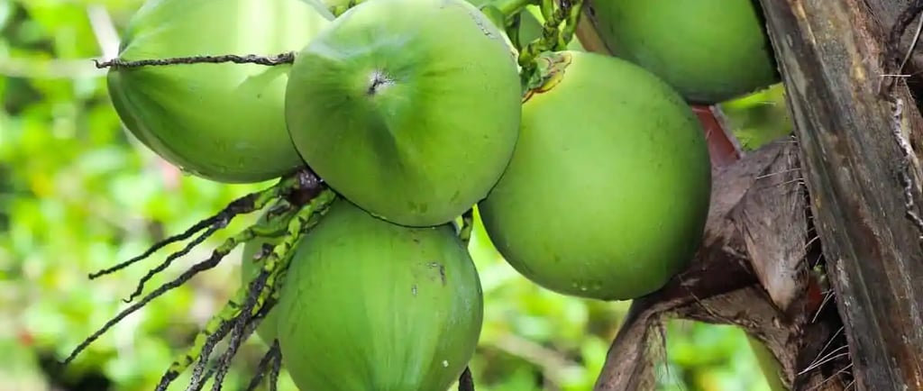 coconut indonesia