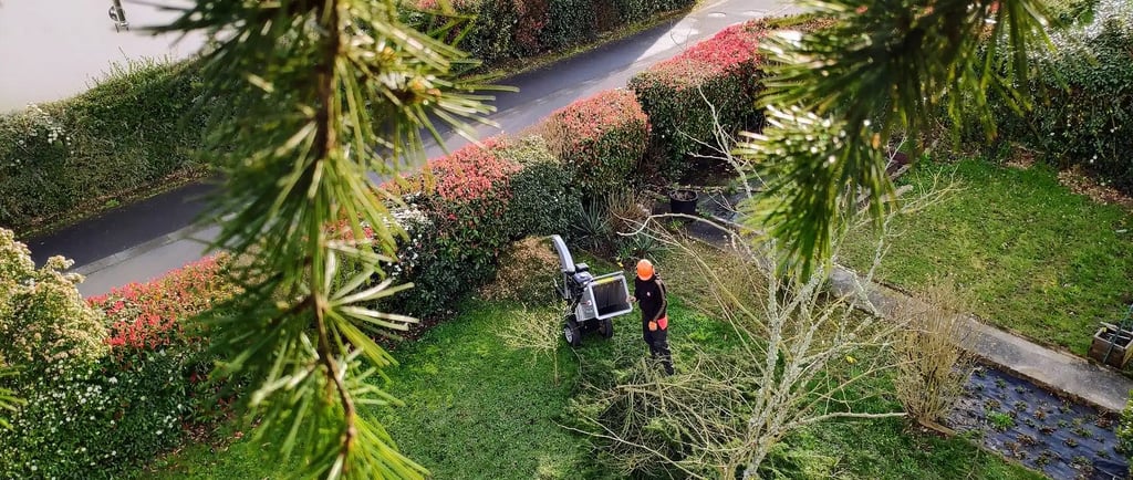 broyage de branche vue depuis l'élagueur dans l'arbre