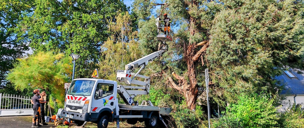 Élagage d’un arbre à proximité d’une ligne électrique par un élagueur habilité avec nacelle
