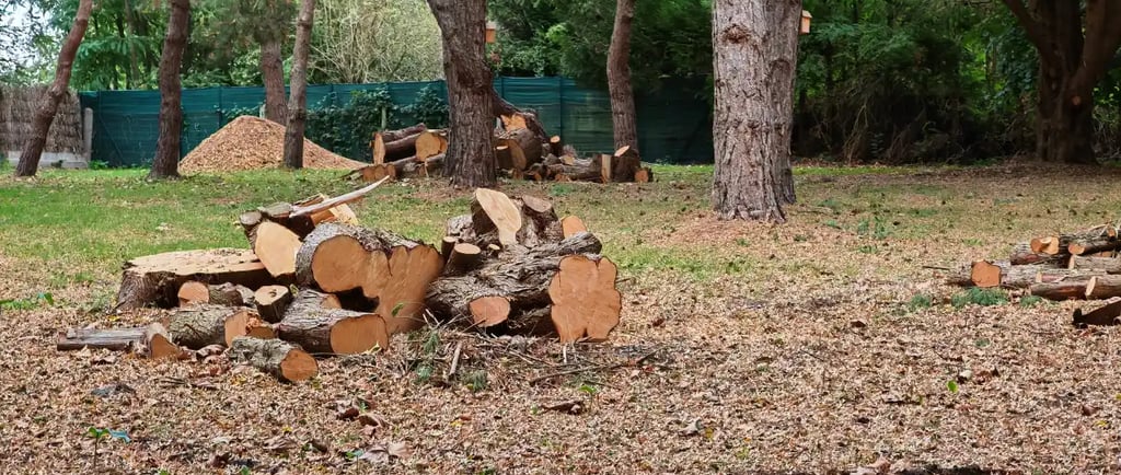 tas de bois sur chantier d'abattage près de la Flèche