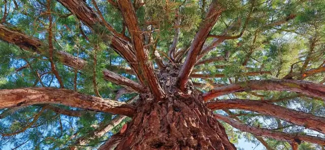 intérieur de houppier d'un sequoia