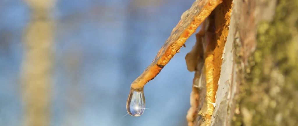 goutte de sève coulant d'un bouleau