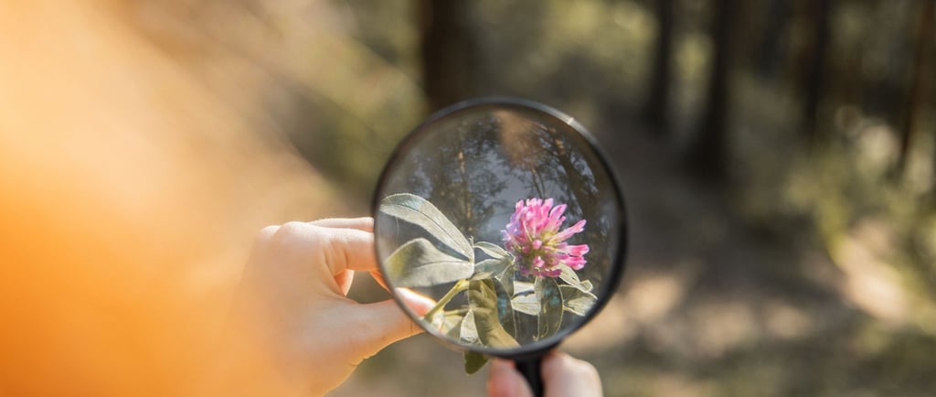 A person using a magnifying glass to examine a pink clover flower in a sunny forest.