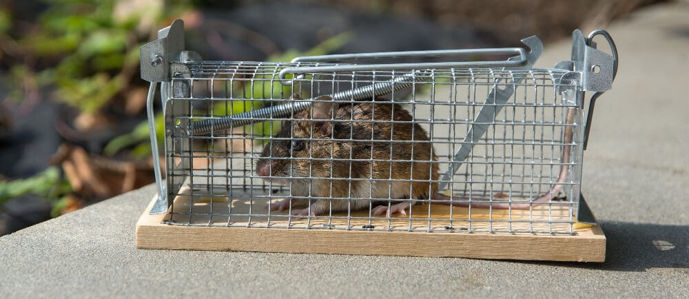 Mulot emprisonné dans une nasse
