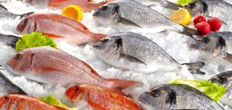 Sea Food - Fish Blast Freezer & Freezer Room