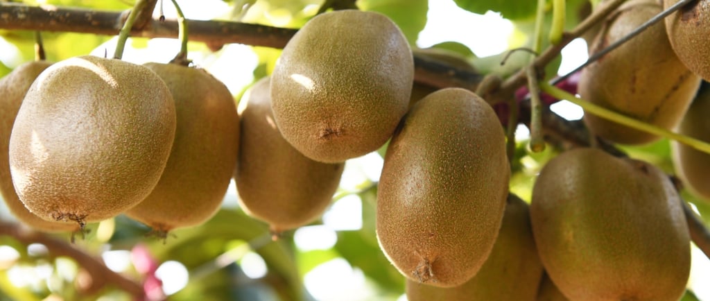 how can i ripen kiwi fruit