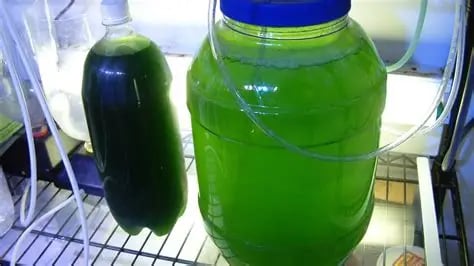 algae culture