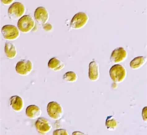 isochrysis living cells- the one that we sell at our ebay store!