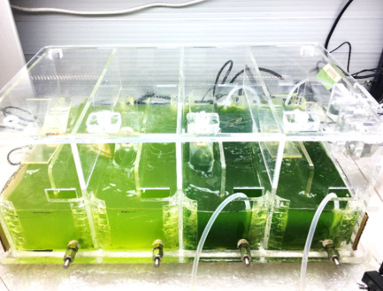 Laboratory photobioreactor tanks growing green microalgae cultures for biofuel research.